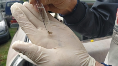 Saúde alerta a população sobre aumento de casos de Dengue em Irati